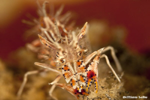 Tiger Shrimp (Caught In da Face) by William Loke 